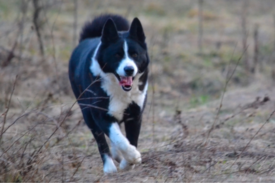 Karelsky medvedí pes