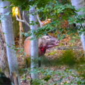 Ked sa chlapi pobijú