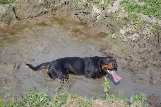 môj spoločík v kalužisku :-)