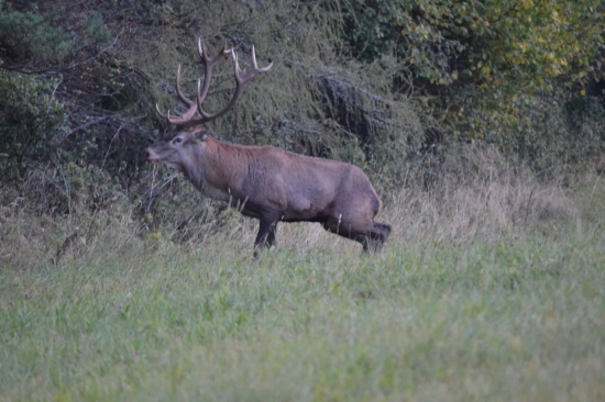 Kráľ pomaly končí!