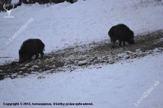 Pankáči
