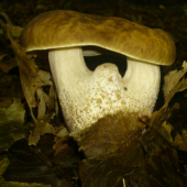 dvojička