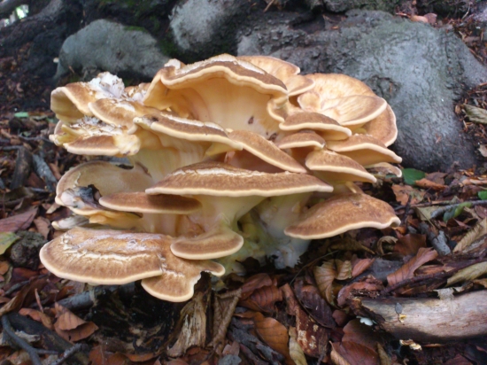 vie niekto čo to je???