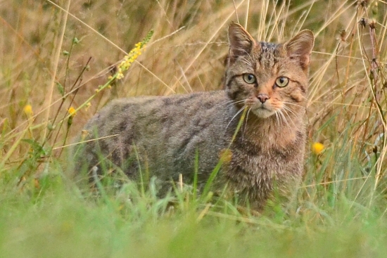 Felis