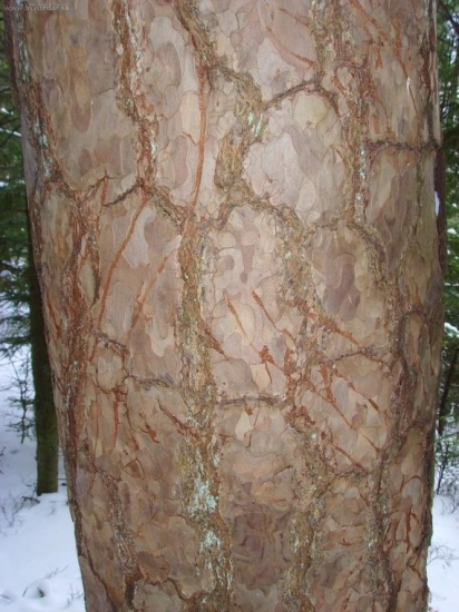 bacha obsadené!!!!!!!