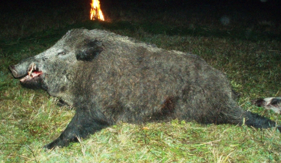 Zo spoločnej poľovacky