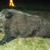 Zo spoločnej poľovacky