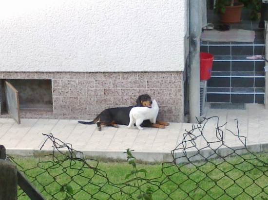 Jerra a albín :D pes a mačka :D