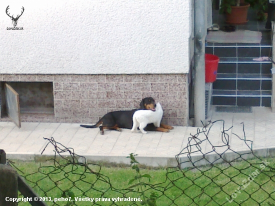Jerra a albín :D pes a mačka :D