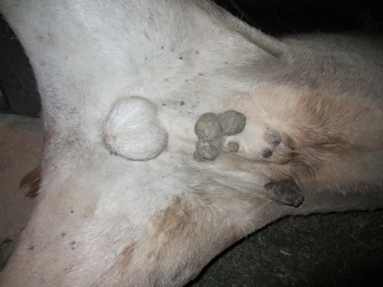 Jeleň-Fibropapilomatóza