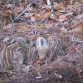 Keď mama nie je doma