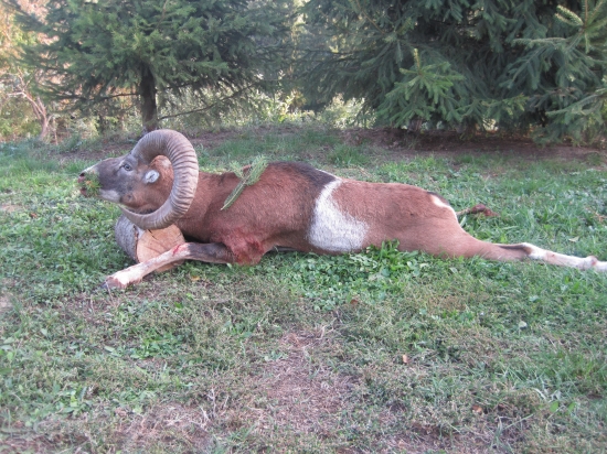 Muflón