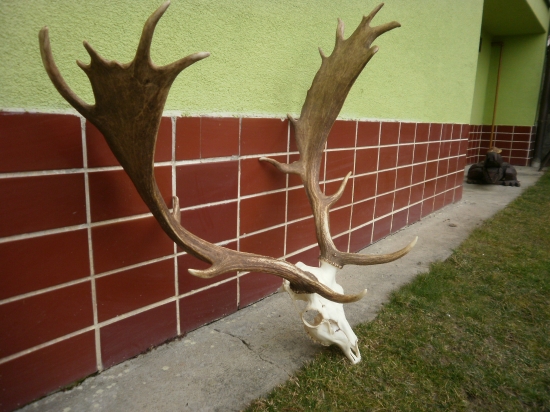 Moje zlaté na lebke.