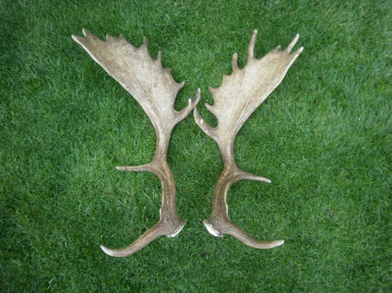 Moje prvé tohtoročné. (dal som tuto fotku lebo ta predtym nebola pekná)