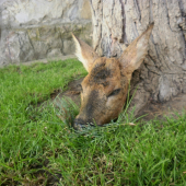 Včerajší ukažkový.