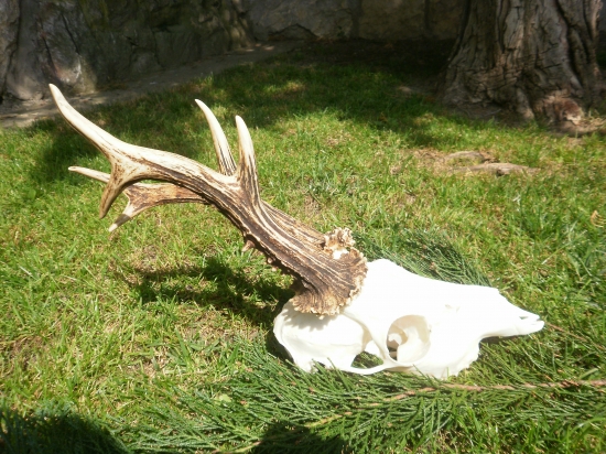 Moj najlepší,víška 22cm 23cm váha 500gram vek 7. Co myslíte kolko bodu?