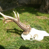 Moj najlepší,víška 22cm 23cm váha 500gram vek 7. Co myslíte kolko bodu?