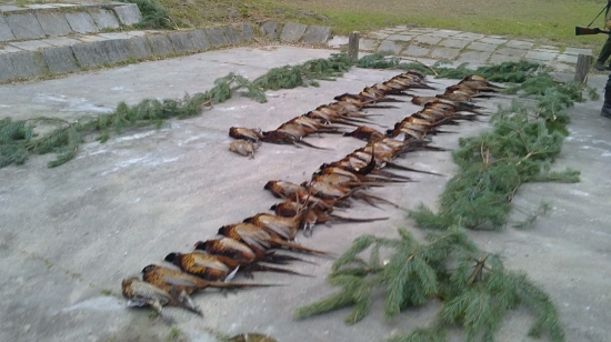 Naša prvá na bažantú,60bažantu 1sliepka