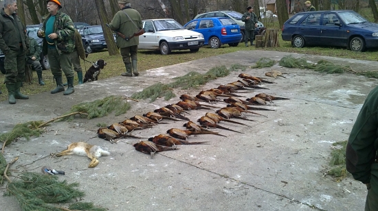 Naša tretia na bažantú,32bažantú 2sliepky