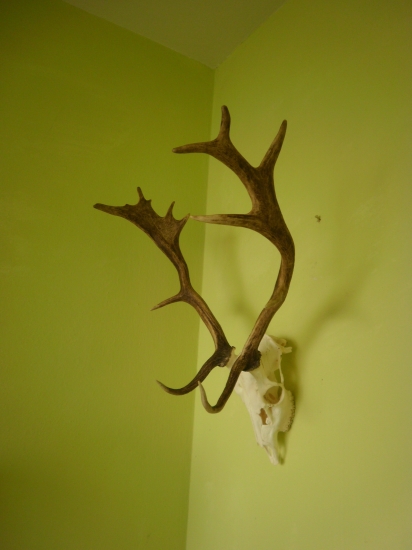 Moj tohtoročny daniel,druhe parozie.Co poviete vyrad? ja myslím ze ano.