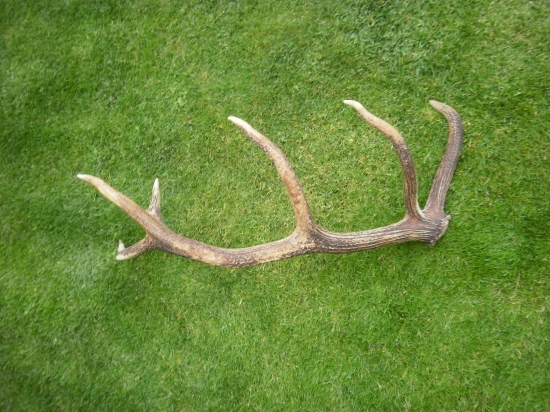 Minuloročny,nájdeny pri kopaní líšok.