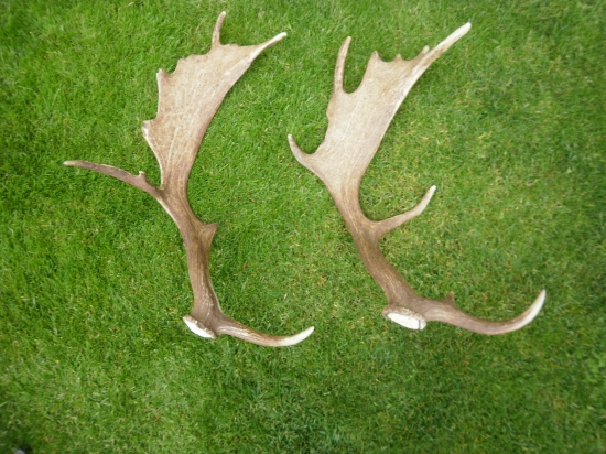 Tento rok sa podarili len tieto dva.