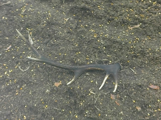 Dnešné prekvapenie na krmovisku,slušny a parádne zafarbeny desatorák.