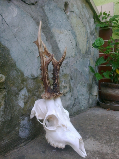 Môj tohtoročný z ruje.