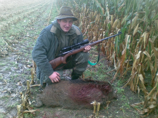 Vysoko jedle prasiatko z kukuricneho lanu