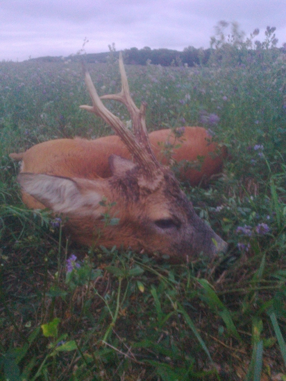 Môj srnec z tohtoročnej ruje,foto 2.