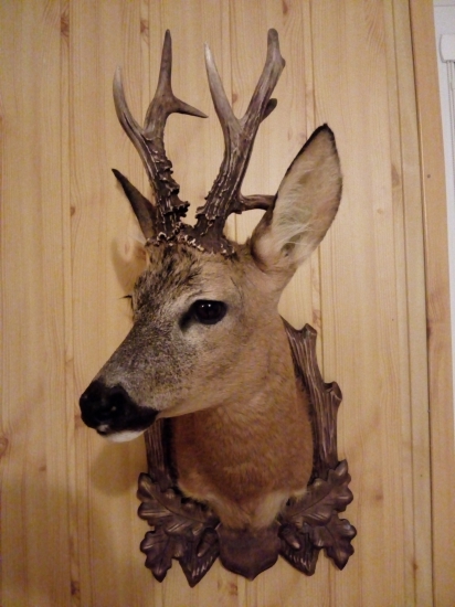 Už je pripravený na výstavu.