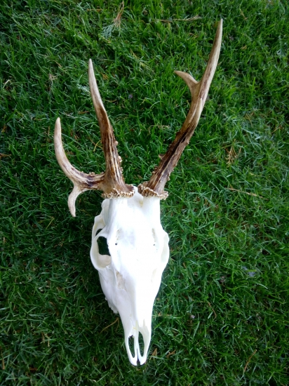 Tohtoročný po úprave.