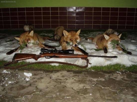 Snaha o záchranu bažantej populácie: PZ Šaštín-Stráže