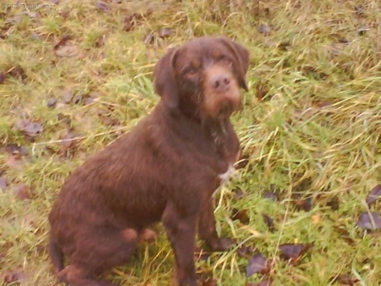 Môj Gron: zastreleny na polovacke nezodpovedným 