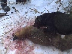 Ďalšia líštička, dnešná norovačka - Ben sa zase ukázal