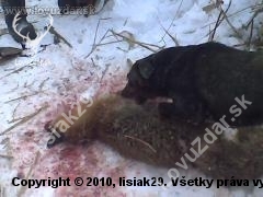 Ďalšia líštička, dnešná norovačka - Ben sa zase ukázal