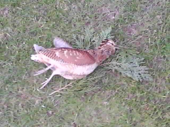 Lovu zdar,vcerajsi tah.