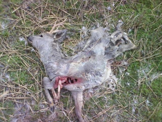 Uhyn tretia veková, (asi repka)