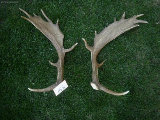 Moje naj, zlato189,86