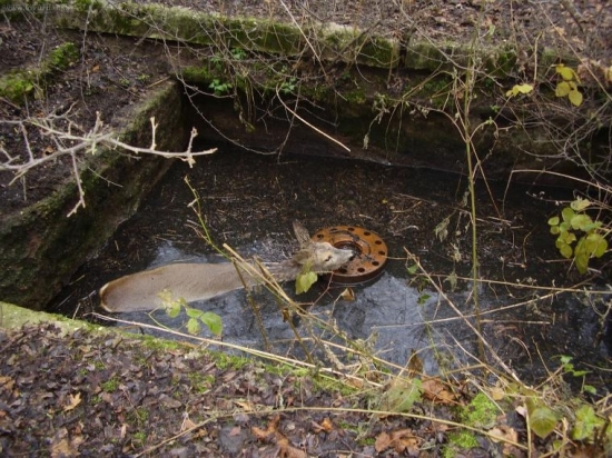 Vianocna zachrana srny.