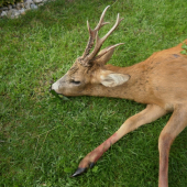 Tak konečne náš rariták,včera 15:00 ruja,6ročný