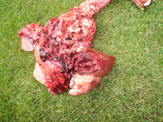 hornady interbond 7x64