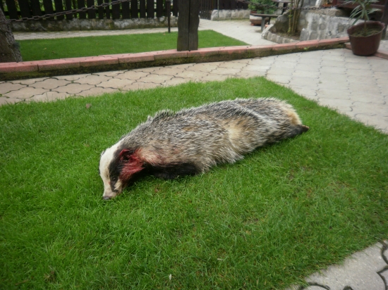 Dnešny starec 19kg ,ulovok auta.