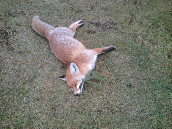 Môj prvý lišiak...