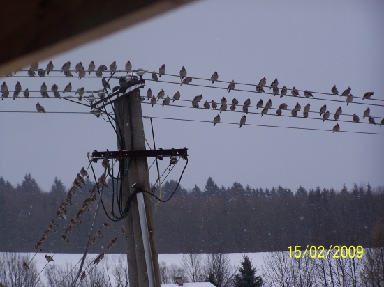 kopec bombycilly garrulus :)