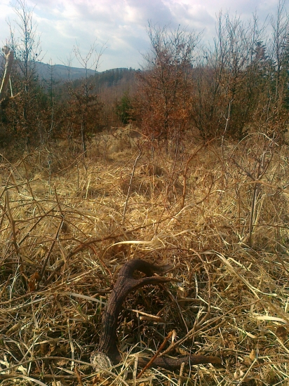 rok si na mňa čakal