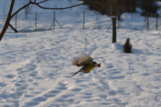 trpezlivosť v mraze