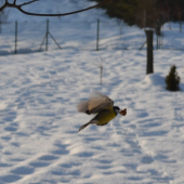 trpezlivosť v mraze