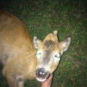 Z diaľky jednorožec