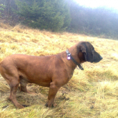 dinko